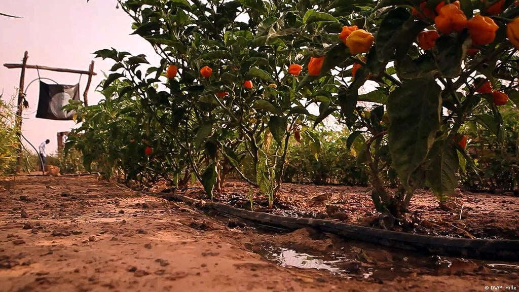 Lašelinė sodo/daržo laistymo sistema