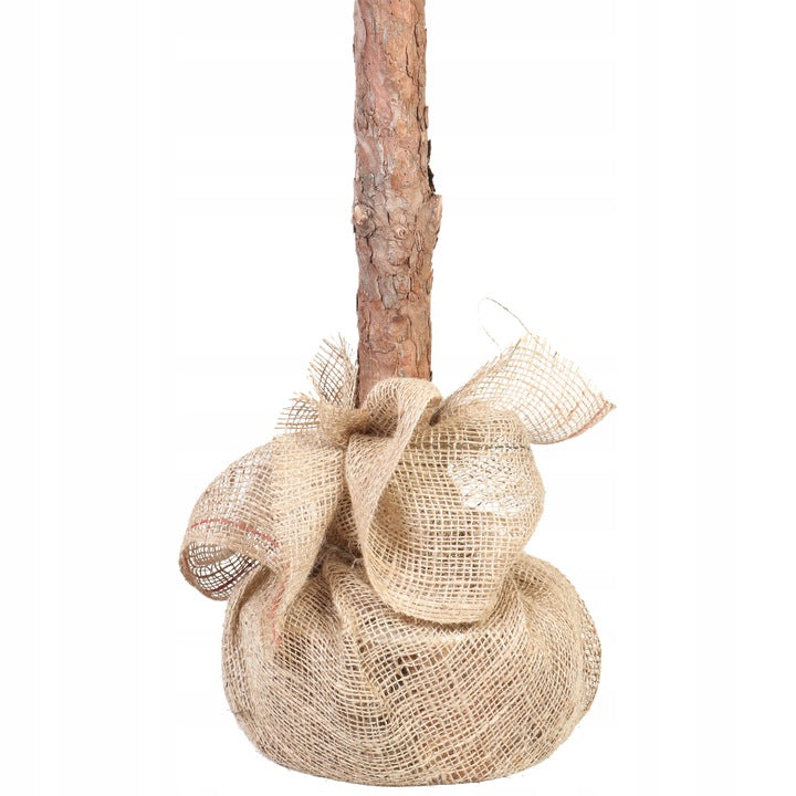 160cm Dirbtinė Kalėdų eglutė