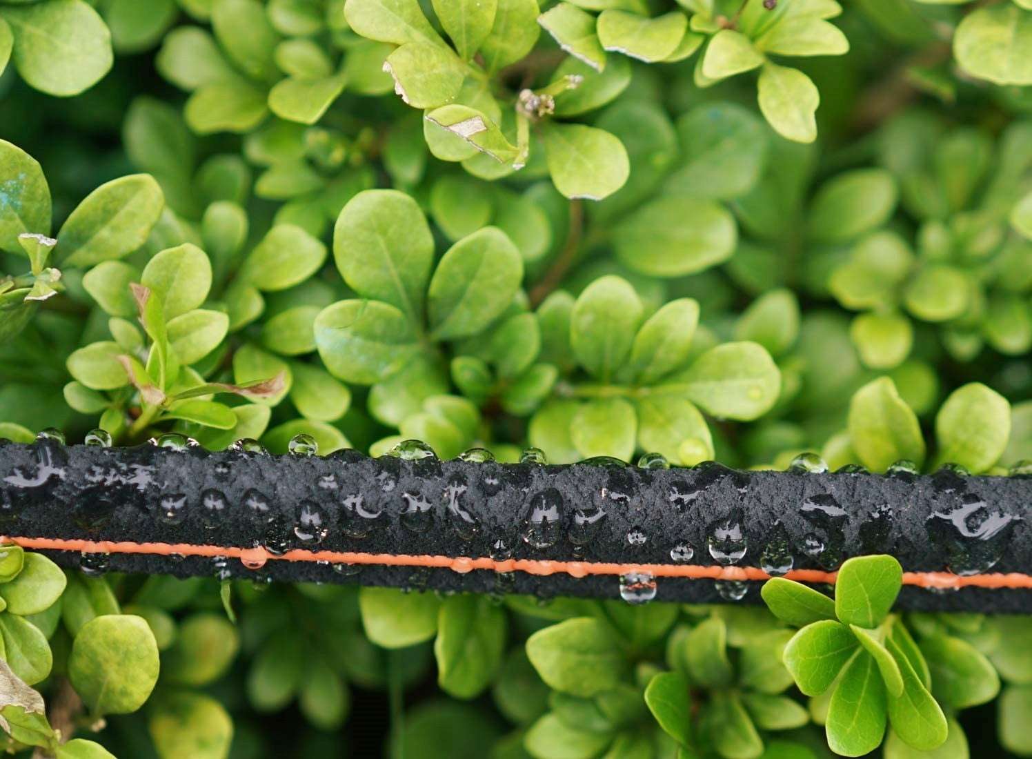 15M Sodo žarna lašeliniam laistymui