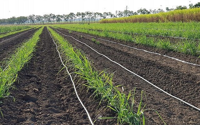 Lašelinė sodo/daržo laistymo sistema